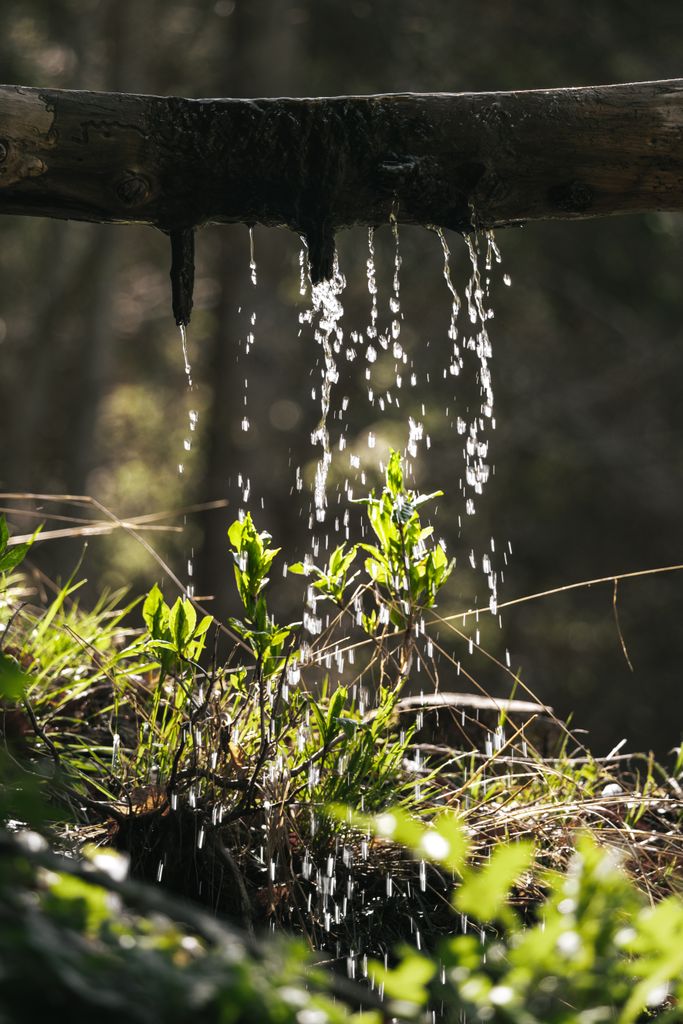 Water dripping from a branch onto lush green plants creates a tranquil forest scene.
